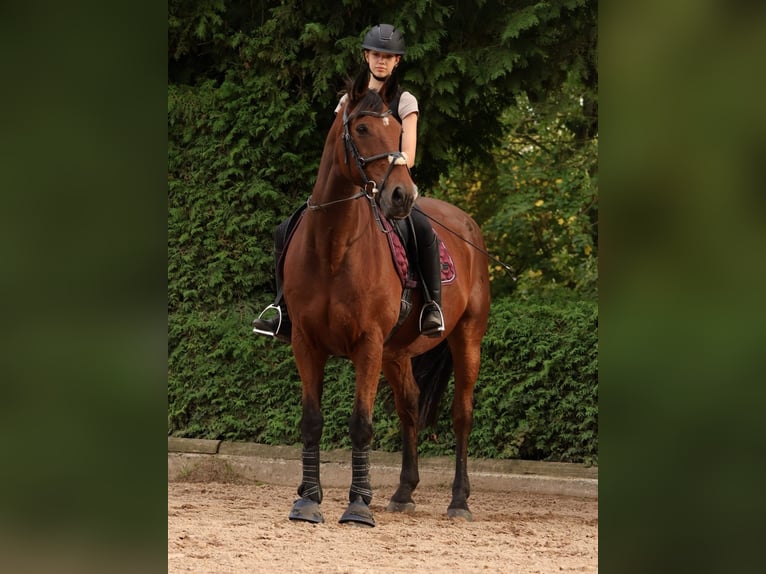 Cheval de sport irlandais Hongre 17 Ans 165 cm Bai in Niederseeon