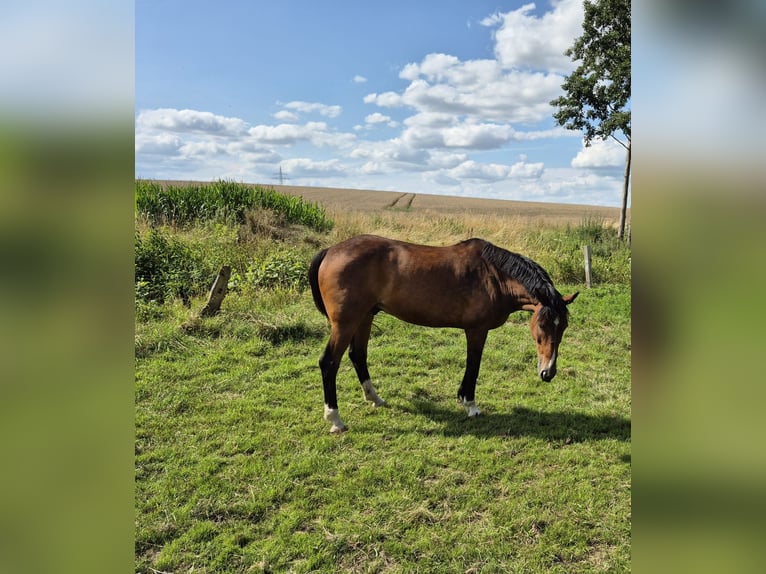 Cheval de sport irlandais Hongre 18 Ans 165 cm Bai in Varel