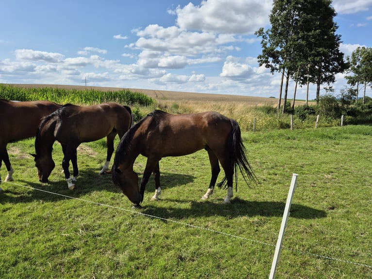Cheval de sport irlandais Hongre 18 Ans 165 cm Bai in Varel