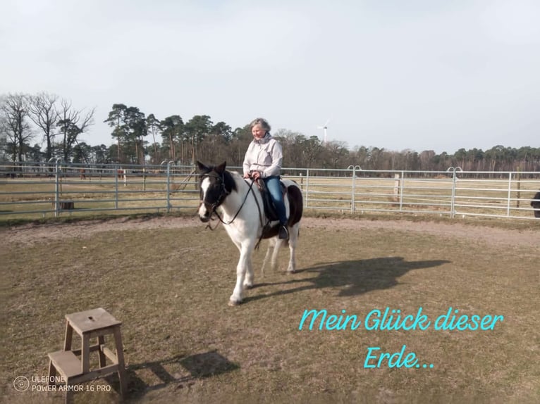 Cheval de sport irlandais Hongre 20 Ans 144 cm Tobiano-toutes couleurs in Schwarmstedt