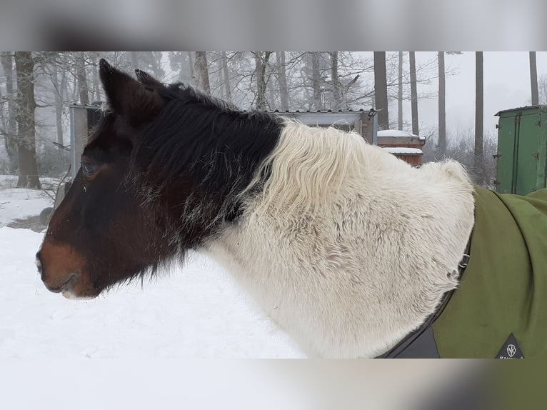 Cheval de sport irlandais Hongre 20 Ans 144 cm Tobiano-toutes couleurs in Schwarmstedt