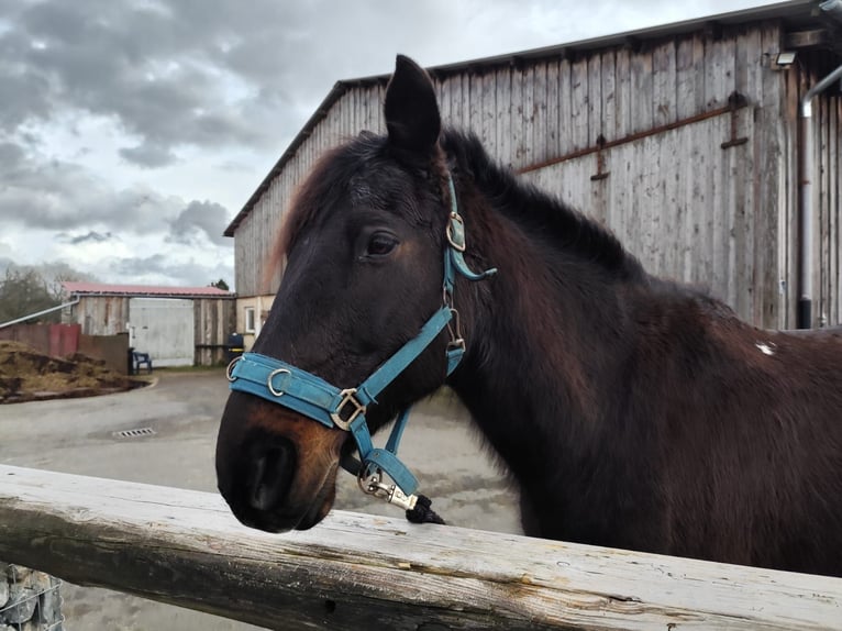 Cheval de sport irlandais Croisé Hongre 20 Ans 152 cm  in Boxberg