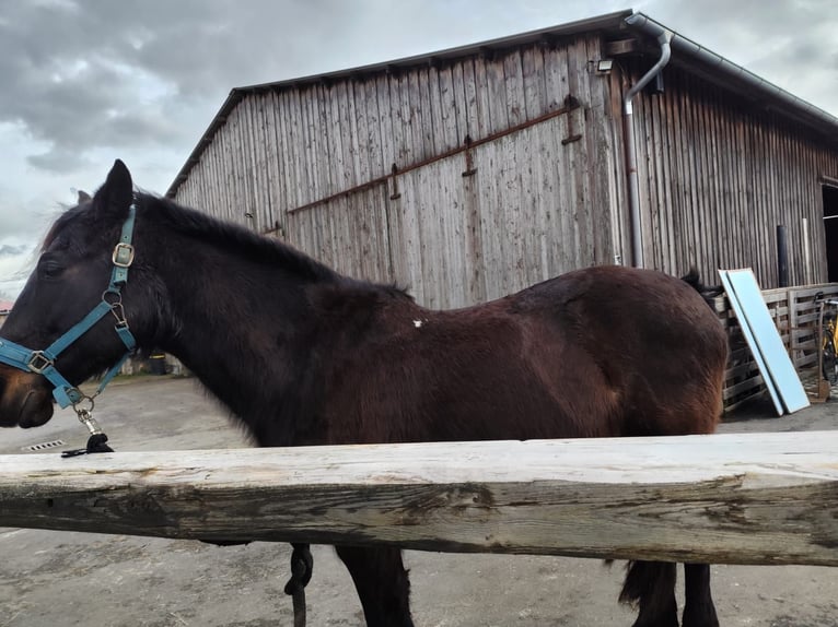 Cheval de sport irlandais Croisé Hongre 20 Ans 152 cm  in Boxberg