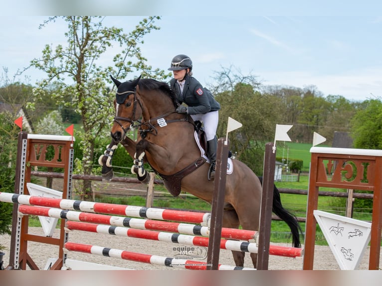 Cheval de sport irlandais Hongre 20 Ans 170 cm Bai in Darmstadt