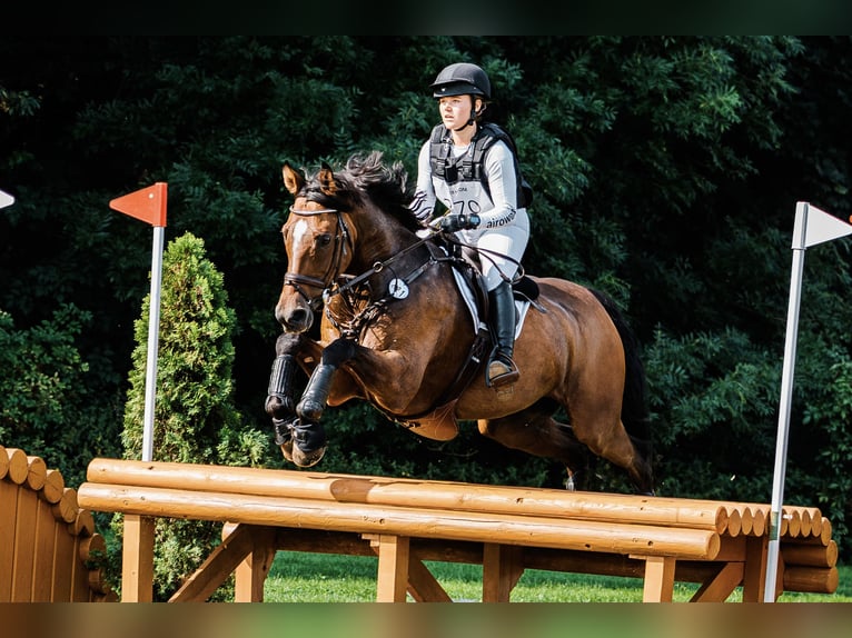 Cheval de sport irlandais Hongre 20 Ans 170 cm Bai in Darmstadt