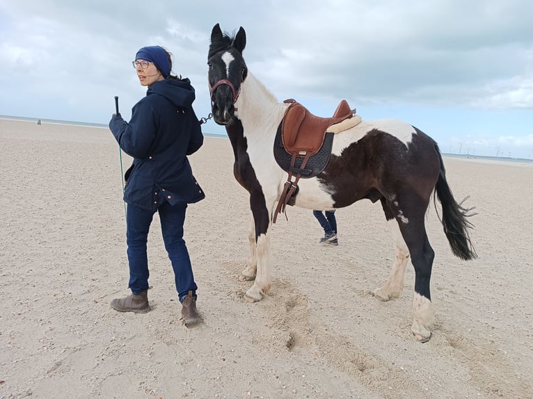 Cheval de sport irlandais Hongre 21 Ans 150 cm in Darmstadt