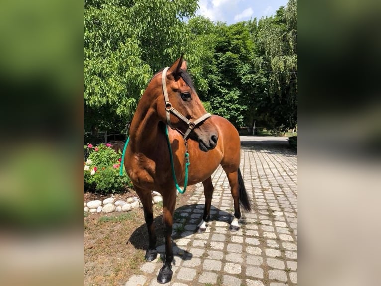 Cheval de sport irlandais Hongre 21 Ans 168 cm Bai in Ardon