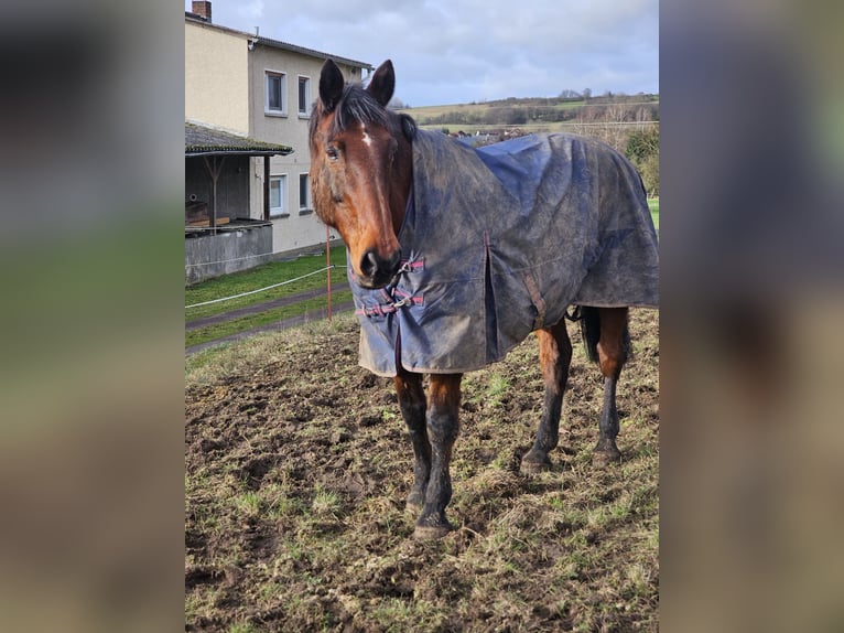Cheval de sport irlandais Croisé Hongre 22 Ans 170 cm in Grünberg