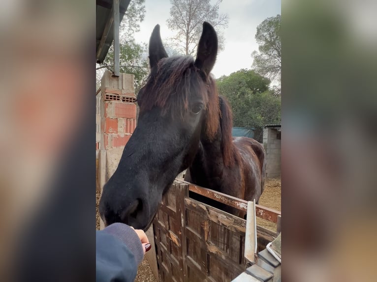 Cheval de sport irlandais Hongre 3 Ans 156 cm Bai brun in Saltet (Partida)