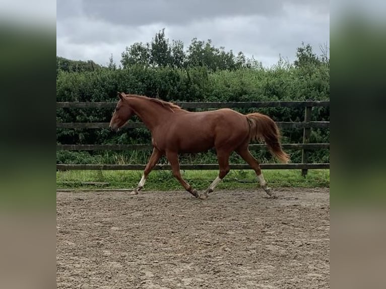 Cheval de sport irlandais Hongre 3 Ans 158 cm Alezan brûlé in Mayo