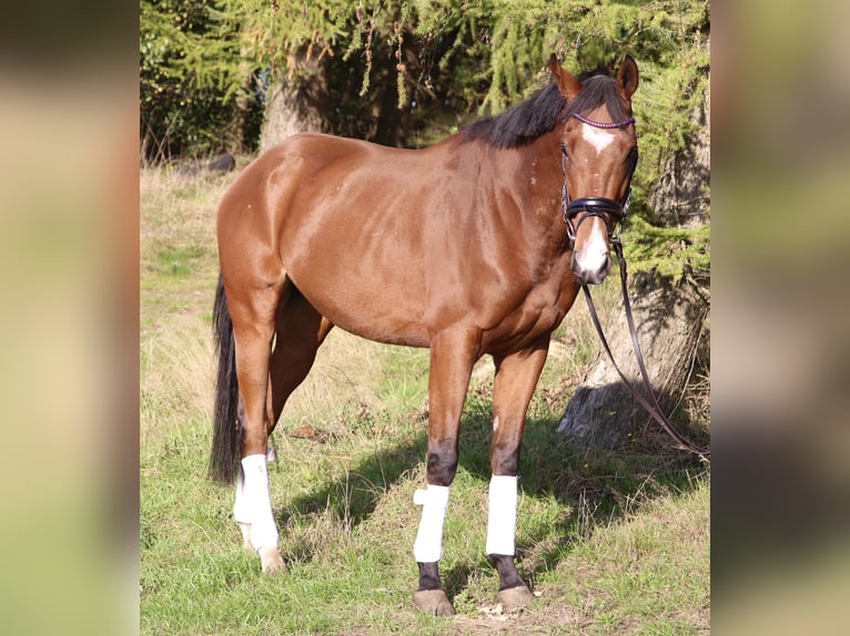 Cheval de sport irlandais Croisé Hongre 3 Ans 160 cm Bai in uelsen