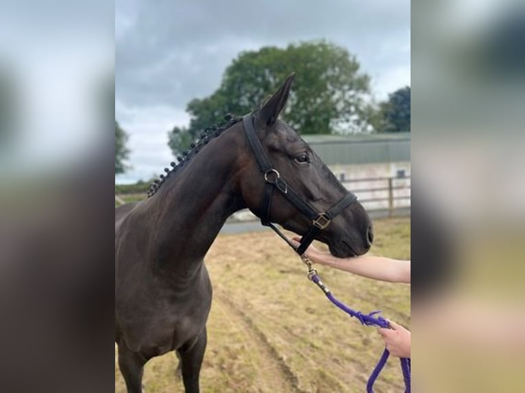 Cheval de sport irlandais Hongre 3 Ans 162 cm Bai brun in Charlestown , Co. Mayo