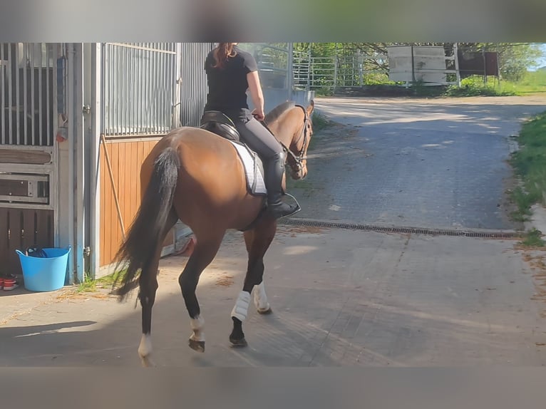 Cheval de sport irlandais Hongre 3 Ans 165 cm Bai in Blomberg