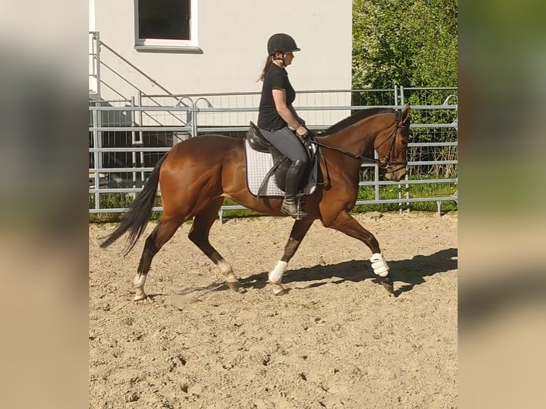 Cheval de sport irlandais Hongre 3 Ans 165 cm Bai in Blomberg