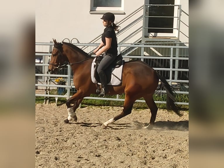 Cheval de sport irlandais Hongre 3 Ans 165 cm Bai in Blomberg