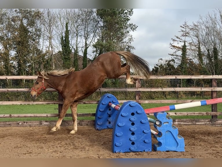 Cheval de sport irlandais Croisé Hongre 3 Ans 165 cm in Newry