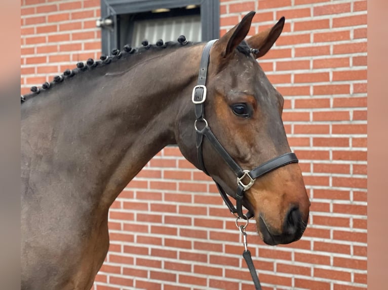 Cheval de sport irlandais Hongre 3 Ans 166 cm Bai in Leonberg