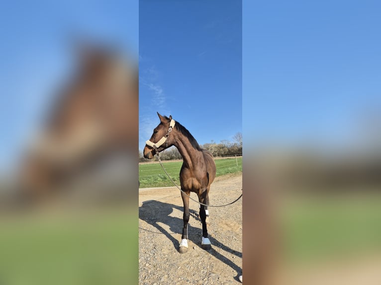 Cheval de sport irlandais Hongre 3 Ans 166 cm Bai in Leonberg