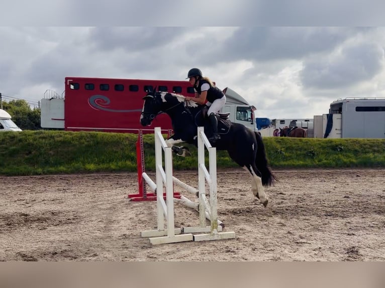 Cheval de sport irlandais Hongre 4 Ans 147 cm Pinto in Mountrath, Co. Laois