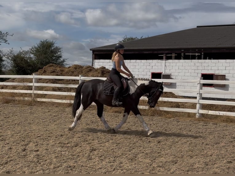 Cheval de sport irlandais Hongre 4 Ans 147 cm Pinto in Mountrath, Co. Laois