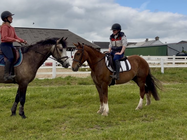 Cheval de sport irlandais Hongre 4 Ans 148 cm Alezan brûlé in Laois