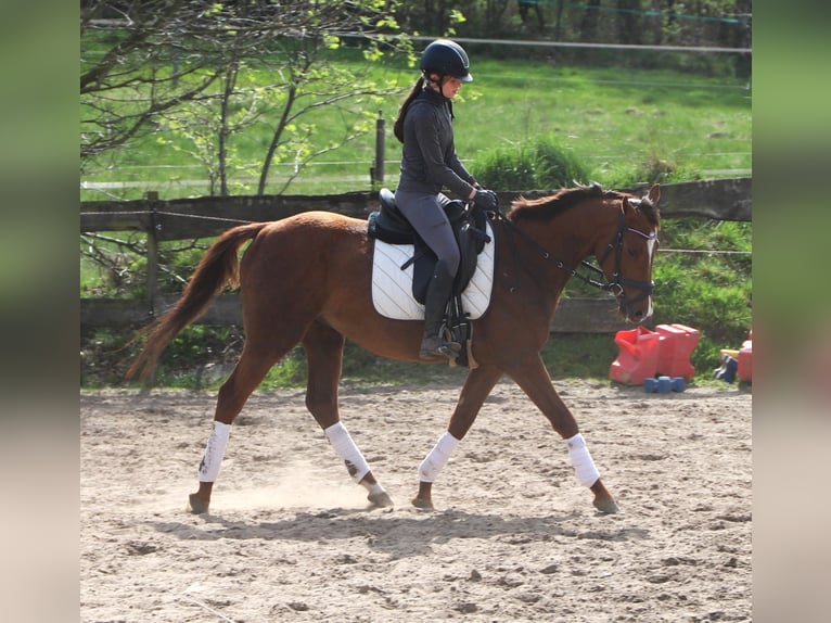 Cheval de sport irlandais Croisé Hongre 4 Ans 150 cm Alezan in Uelsen