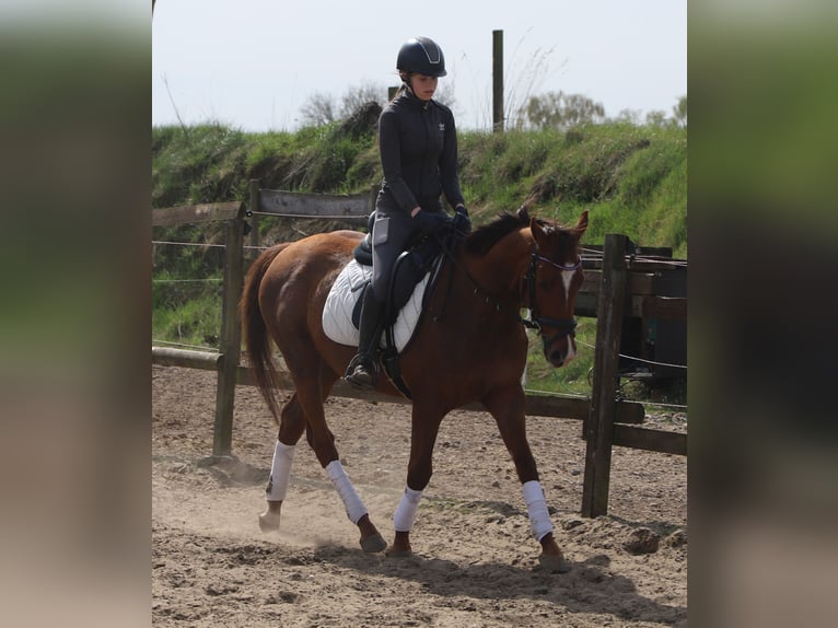 Cheval de sport irlandais Croisé Hongre 4 Ans 150 cm Alezan in Uelsen