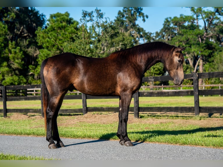Cheval de sport irlandais Croisé Hongre 4 Ans 152 cm Buckskin in Ocala