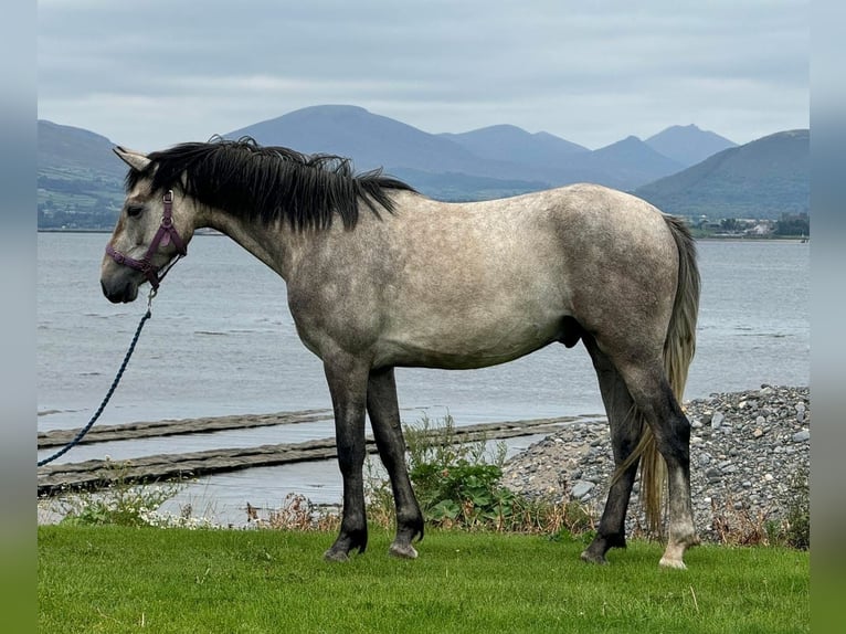 Cheval de sport irlandais Croisé Hongre 4 Ans 152 cm Gris in Newry
