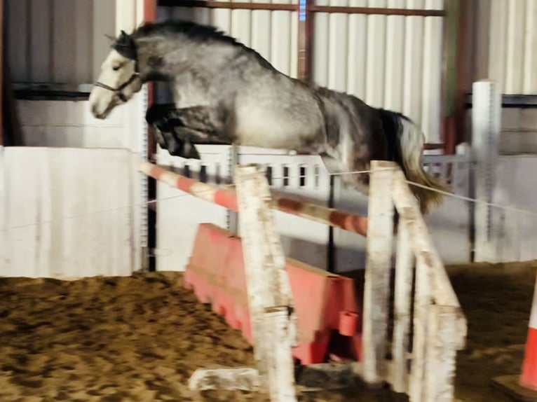 Cheval de sport irlandais Hongre 4 Ans 155 cm Gris in Mountrath