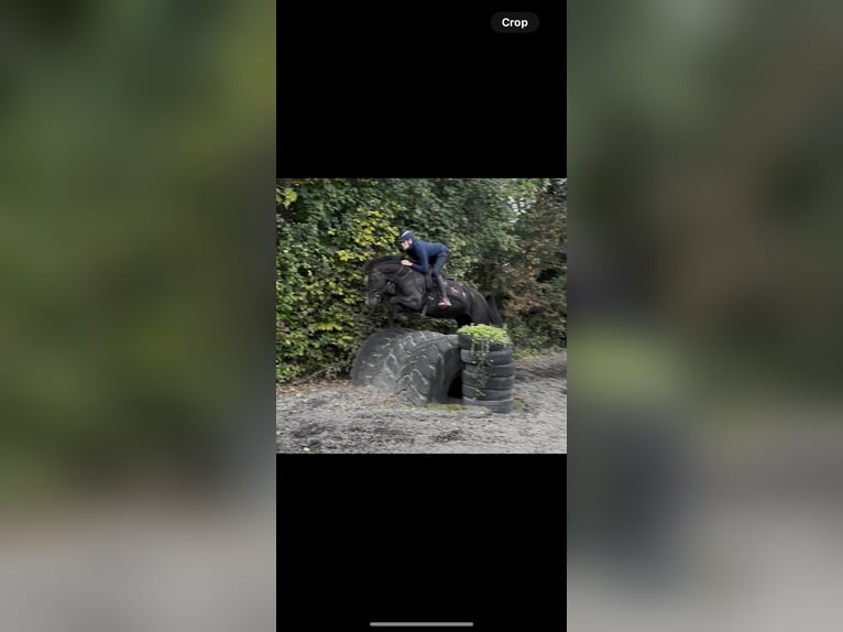 Cheval de sport irlandais Hongre 4 Ans 155 cm Noir in Laois