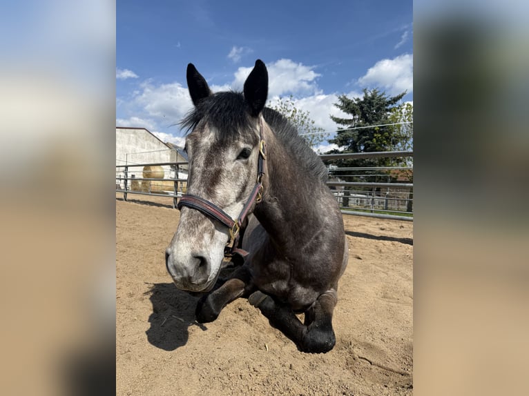 Cheval de sport irlandais Croisé Hongre 4 Ans 155 cm Peut devenir gris in Beucha