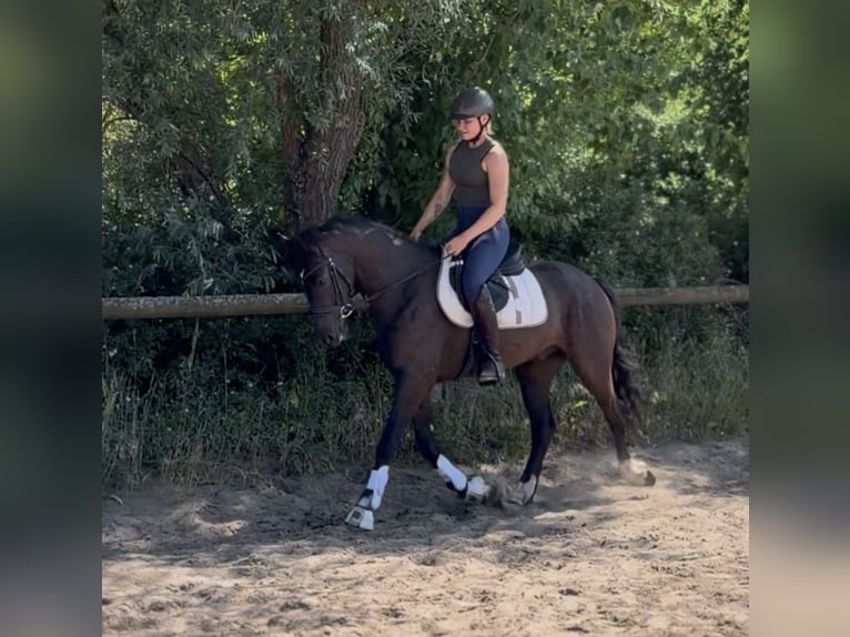 Cheval de sport irlandais Hongre 4 Ans 156 cm Noir in Trebbin