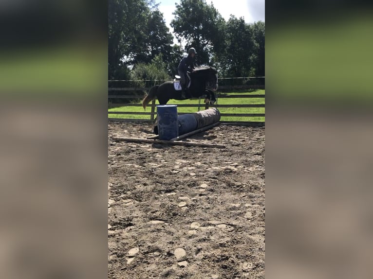 Cheval de sport irlandais Hongre 4 Ans 159 cm Gris in Galway