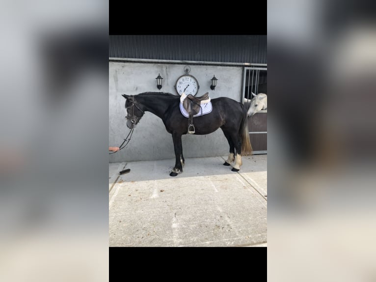 Cheval de sport irlandais Hongre 4 Ans 159 cm Gris in Galway