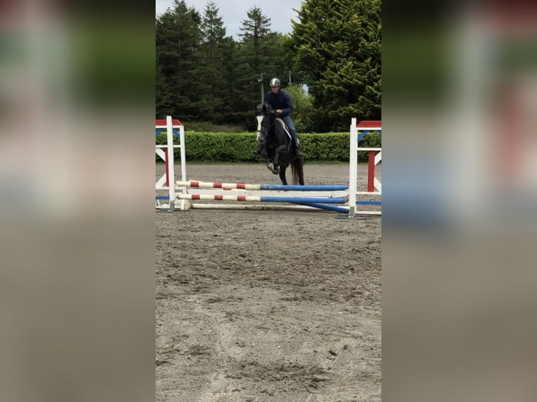 Cheval de sport irlandais Hongre 4 Ans 159 cm Gris in Galway