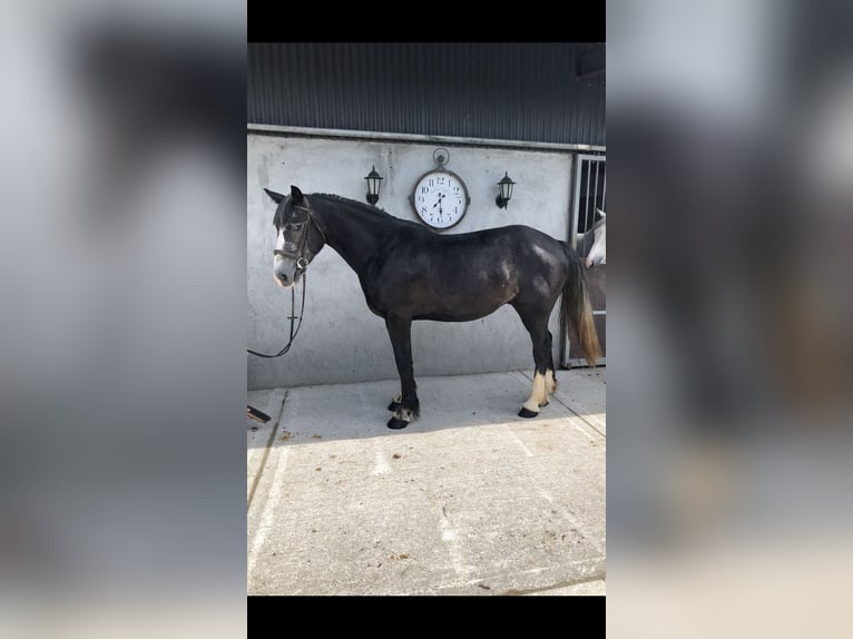 Cheval de sport irlandais Hongre 4 Ans 159 cm Gris in Galway