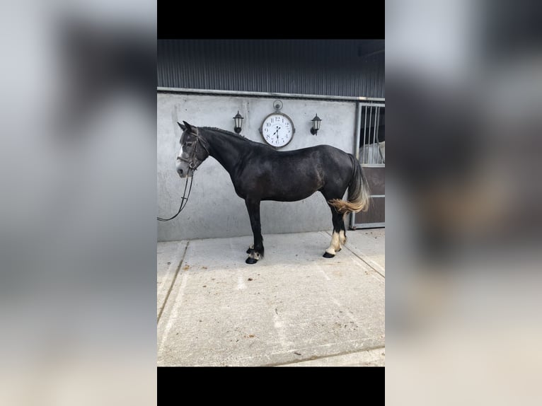 Cheval de sport irlandais Hongre 4 Ans 159 cm Gris in Galway