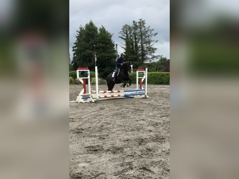 Cheval de sport irlandais Hongre 4 Ans 159 cm Gris in Galway