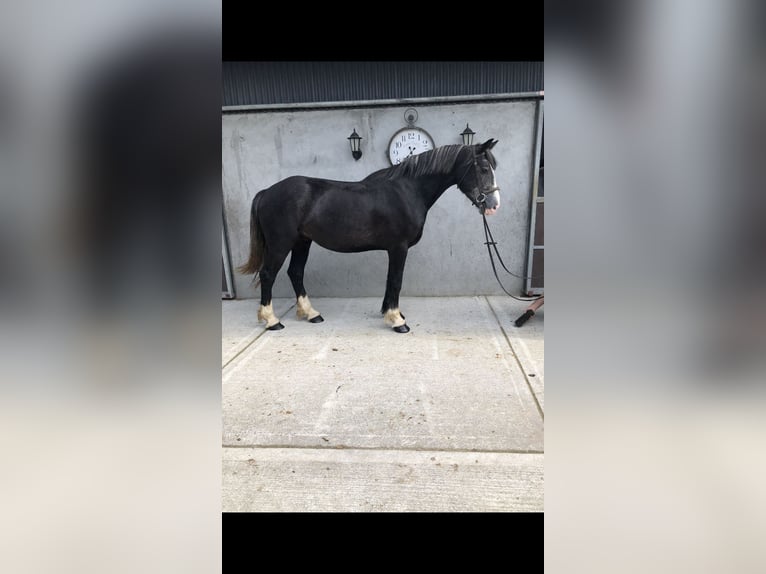 Cheval de sport irlandais Hongre 4 Ans 159 cm Gris noir in Galway