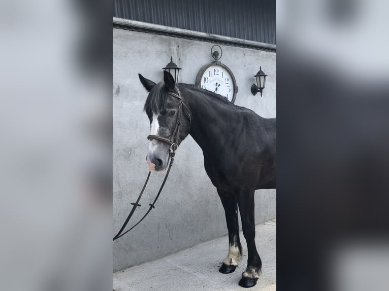 Cheval de sport irlandais Hongre 4 Ans 159 cm Gris noir in Galway
