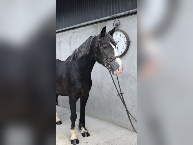 Cheval de sport irlandais Hongre 4 Ans 159 cm Gris noir in Galway