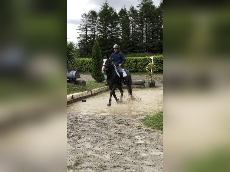 Cheval de sport irlandais Hongre 4 Ans 159 cm Gris noir in Galway