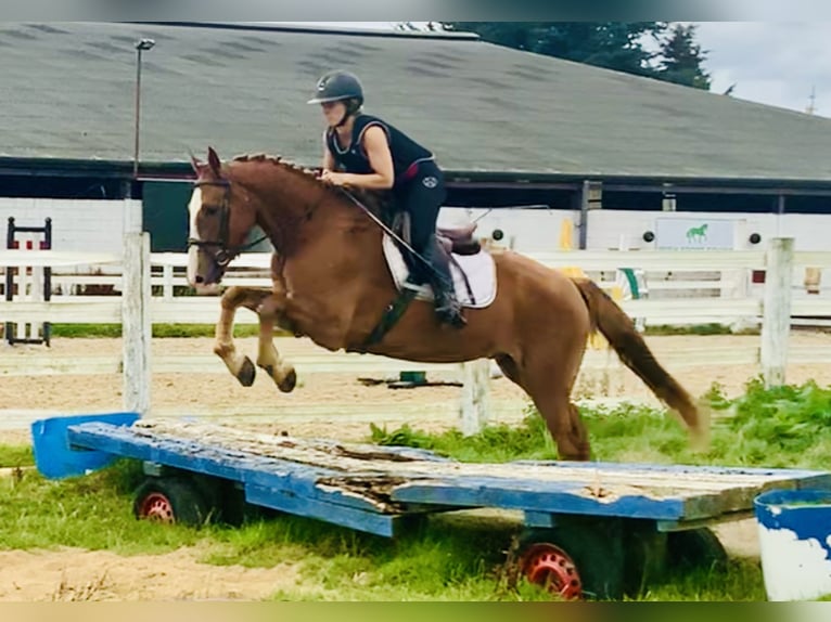 Cheval de sport irlandais Hongre 4 Ans 160 cm Alezan in Mountrath