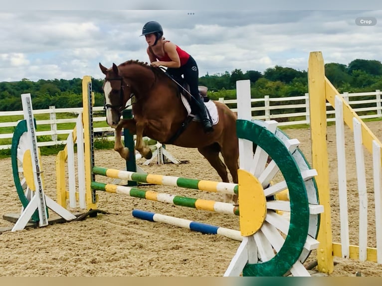 Cheval de sport irlandais Hongre 4 Ans 160 cm Alezan in Mountrath