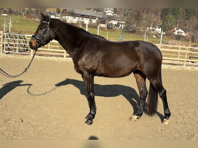 Cheval de sport irlandais Hongre 4 Ans 160 cm Bai brun in Gummern