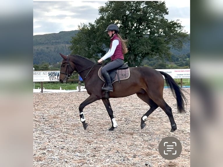 Cheval de sport irlandais Hongre 4 Ans 160 cm Bai cerise in newry