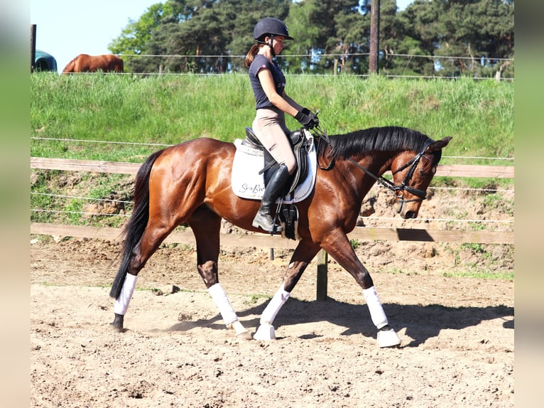 Cheval de sport irlandais Croisé Hongre 4 Ans 160 cm Bai in Uelsen