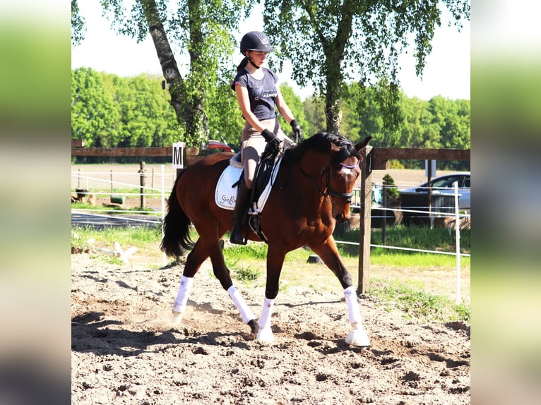 Cheval de sport irlandais Croisé Hongre 4 Ans 160 cm Bai in Uelsen