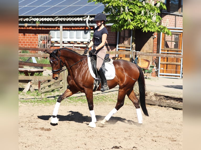 Cheval de sport irlandais Croisé Hongre 4 Ans 160 cm Bai in Uelsen